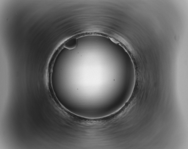 X0000099961076200805301309