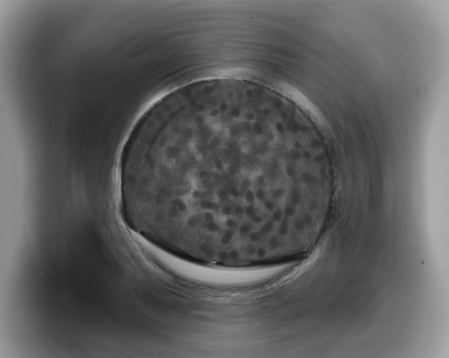 X0000099961079200805301309