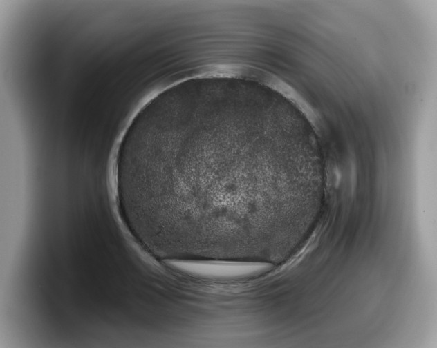 X0000099961083200805301309