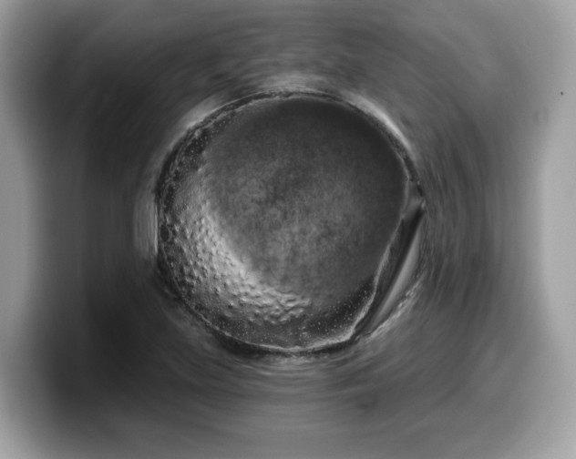 X0000099961219200805301307