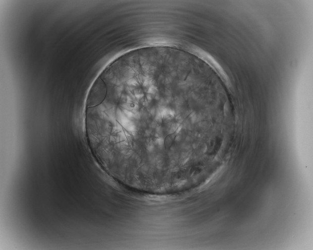 X0000099961236200805301307