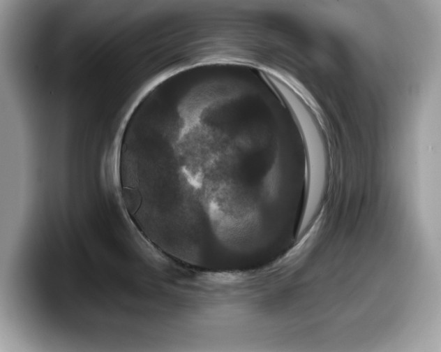 X0000099961246200805301307