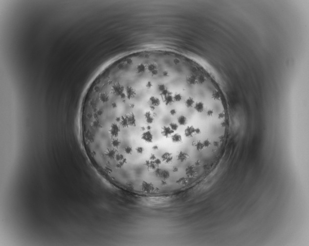 X0000099961294200805301306