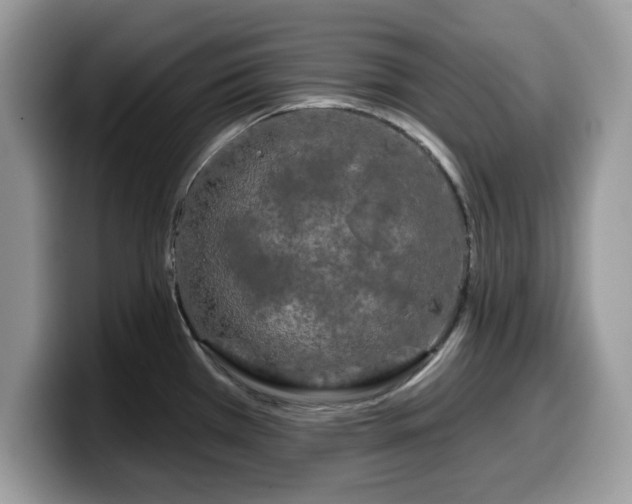 X0000099961385200805301305