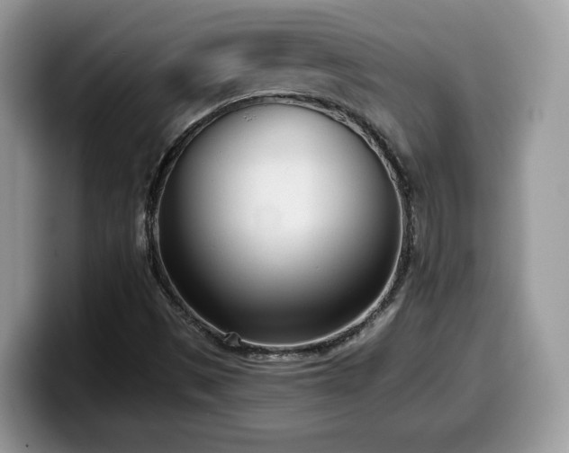 X0000099961497200805301303
