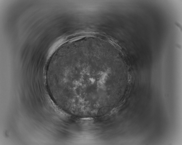 X0000099960053200806061615
