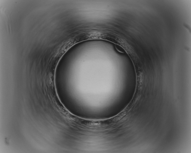 X0000099960361200806061611