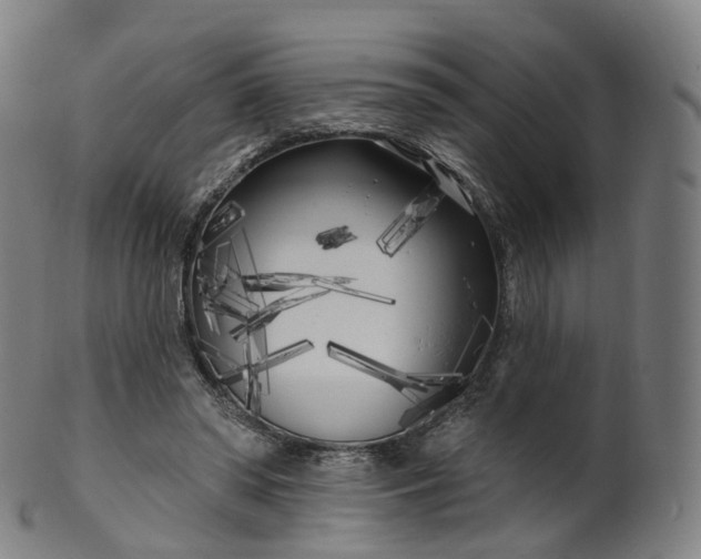 X0000099960398200806061610