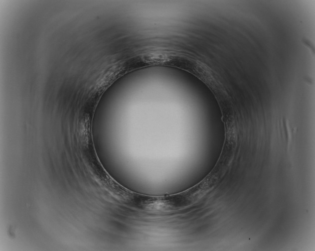 X0000099960460200806061610