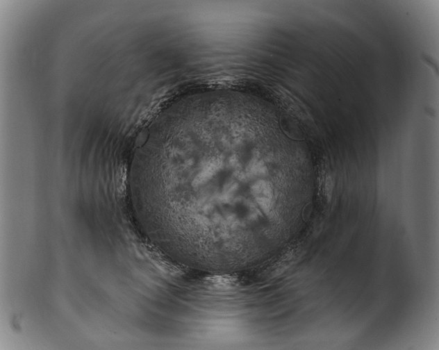 X0000099960660200806061607