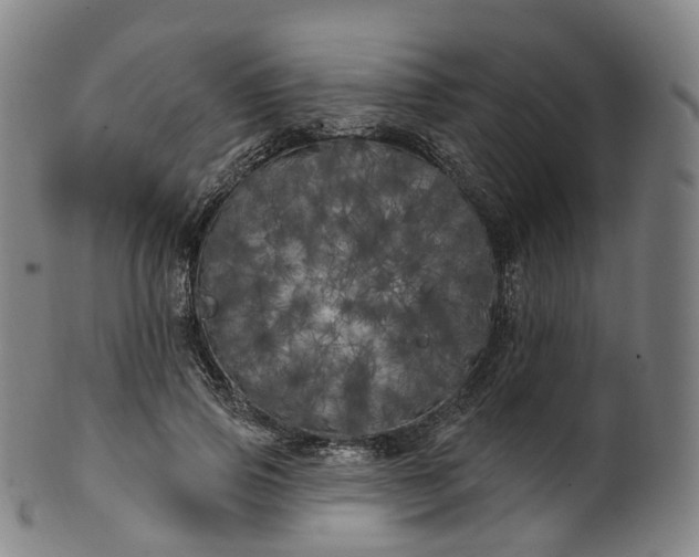 X0000099960741200806061605