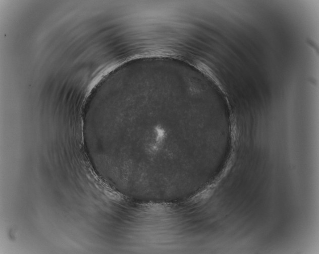 X0000099960781200806061605