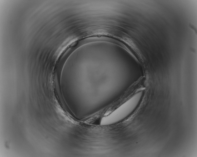 X0000099960806200806061604