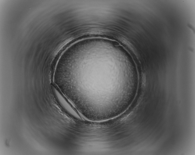 X0000099960829200806061604