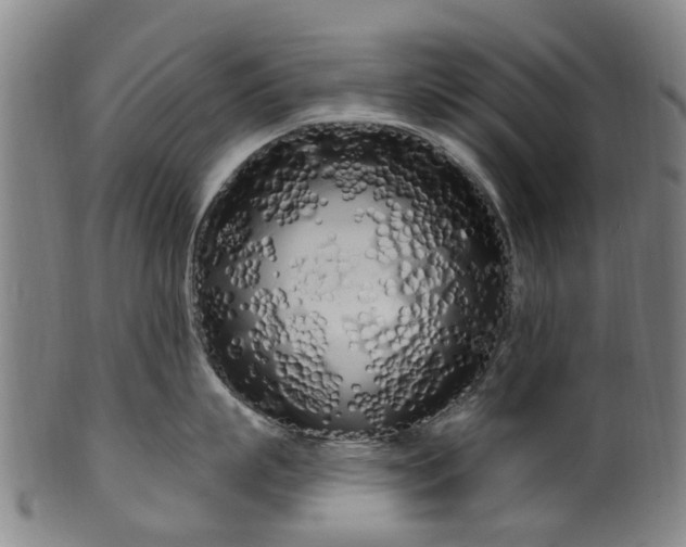 X0000099960863200806061604