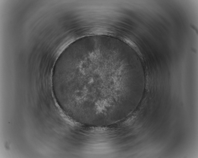 X0000099961039200806061601