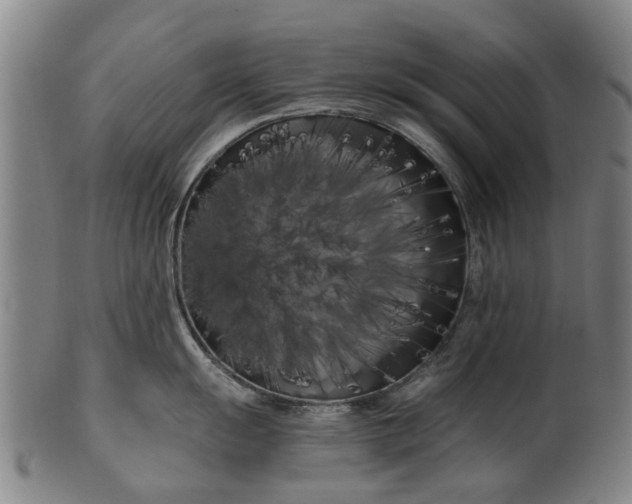 X0000099961055200806061601