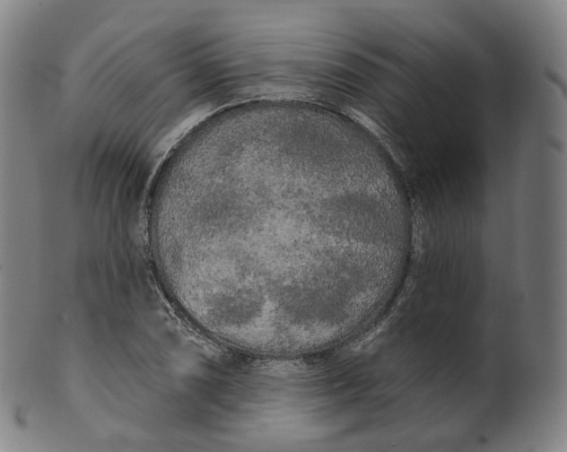 X0000099961074200806061600