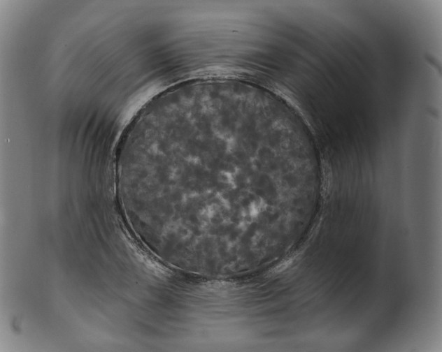 X0000099961075200806061600