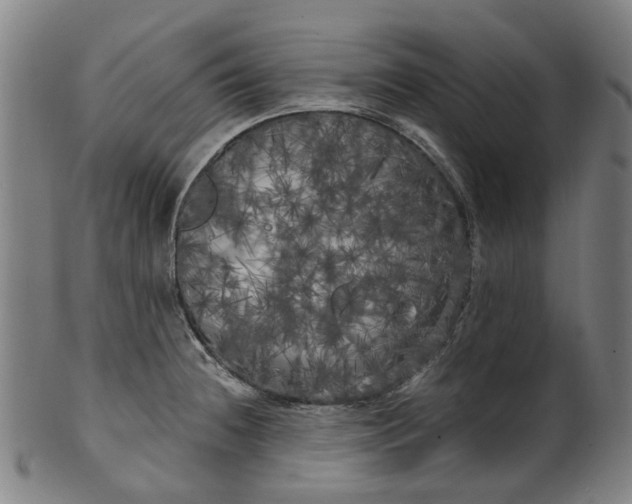 X0000099961236200806061558