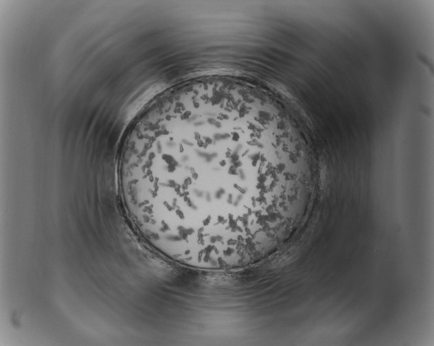 X0000099961274200806061557