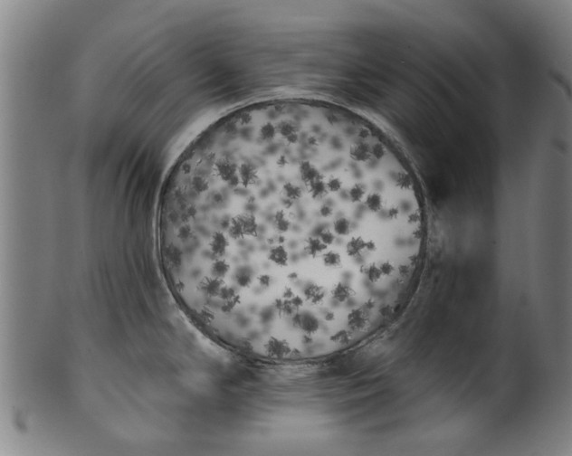X0000099961294200806061557