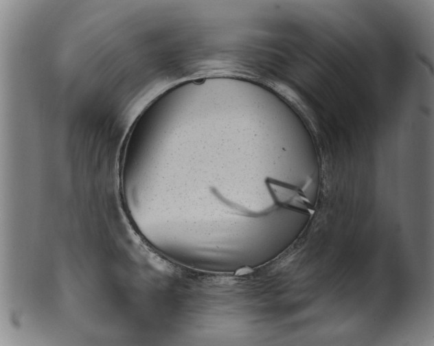 X0000099961431200806061555