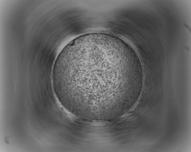 X0000099961440200806061556