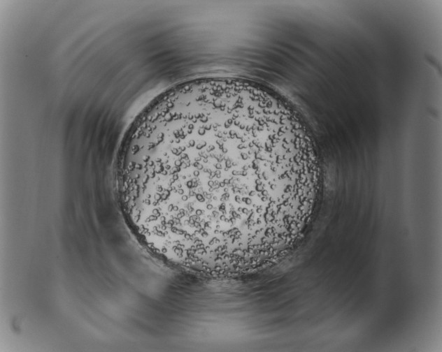 X0000099961466200806061554
