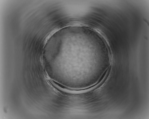 X0000099961481200806061554