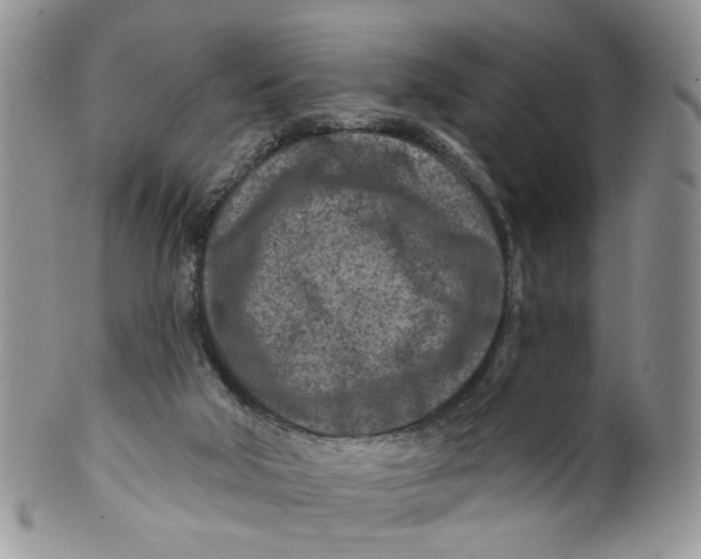 X0000099960018200806131520