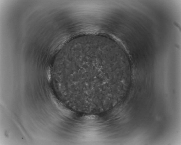 X0000099960069200806131519