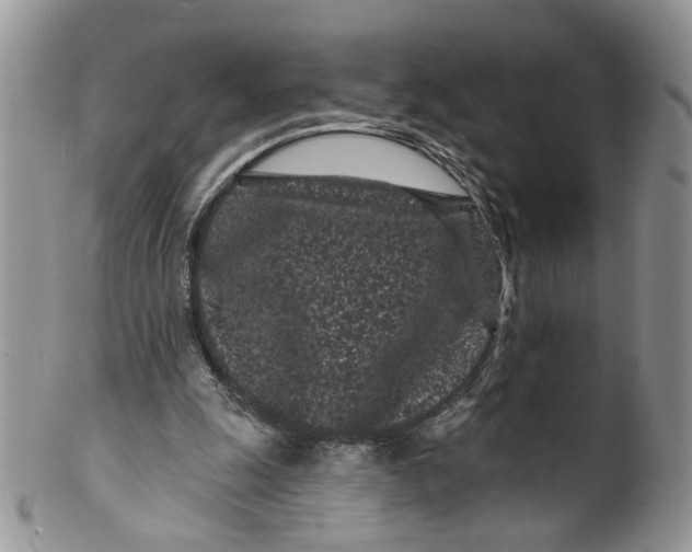 X0000099960247200806131516