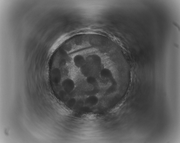 X0000099960295200806131516