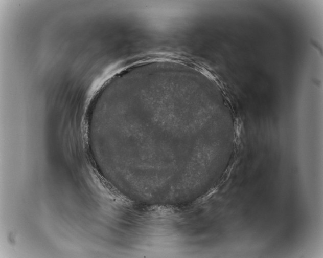 X0000099960343200806131515