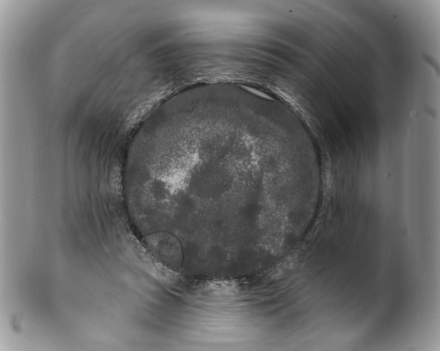 X0000099960353200806131515