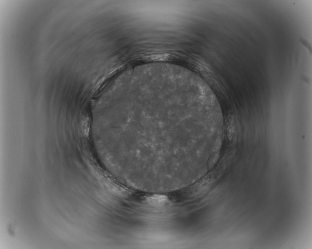 X0000099960374200806131515