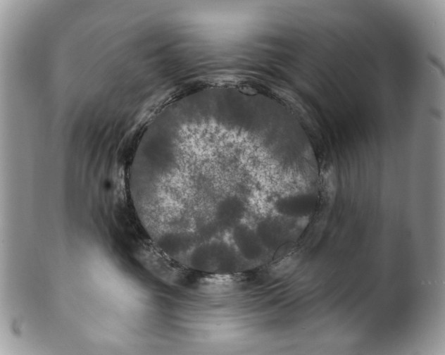 X0000099960381200806131515