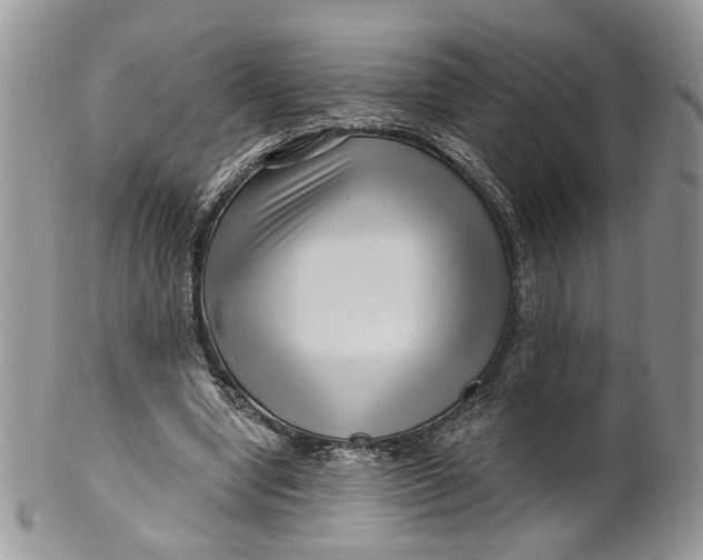 X0000099960442200806131514