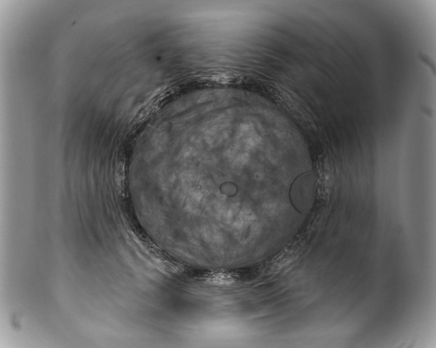 X0000099960656200806131511