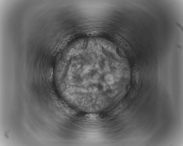 X0000099960660200806131511