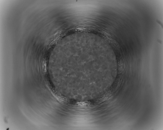 X0000099960703200806131510