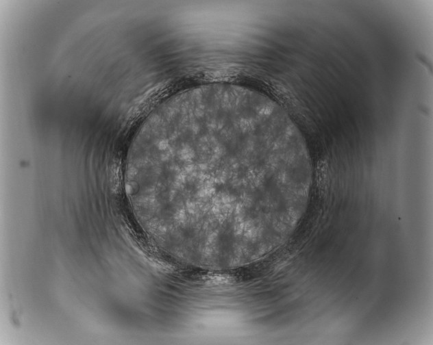 X0000099960741200806131509