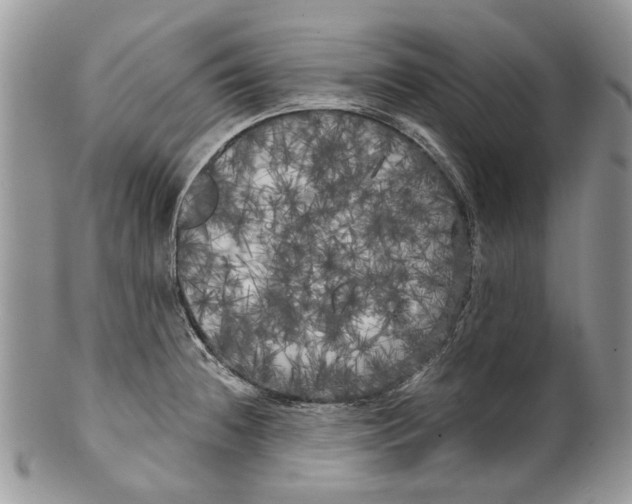 X0000099961236200806131502