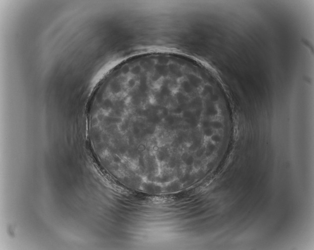 X0000099961271200806131501