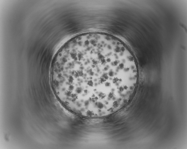 X0000099961294200806131501
