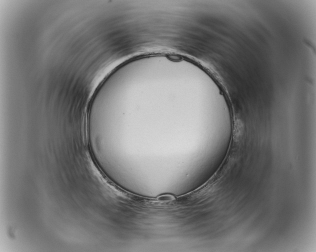 X0000099961295200806131501