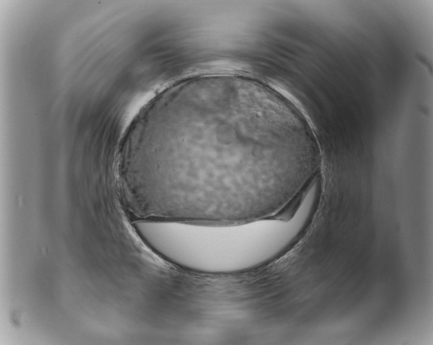 X0000099961477200806131458