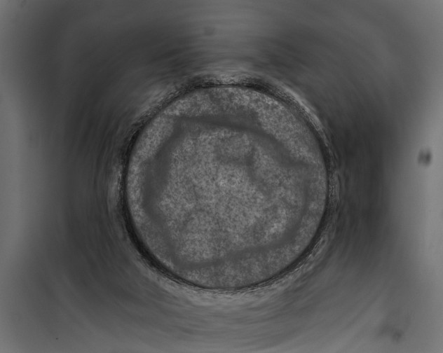 X0000099960018200806201348