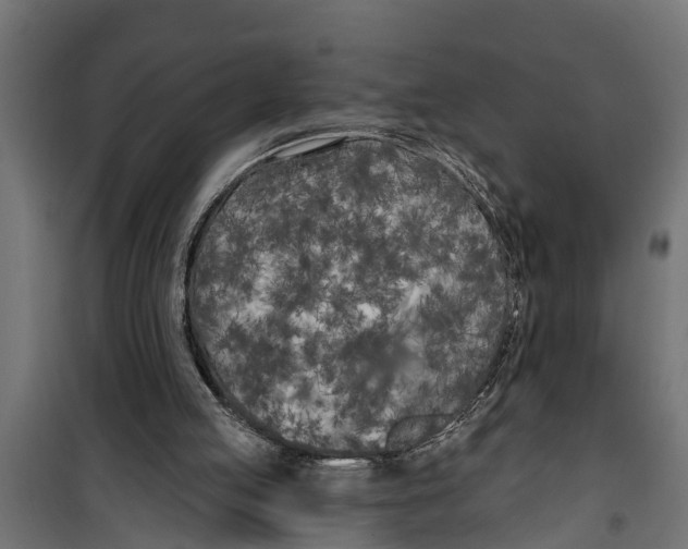 X0000099960053200806201347